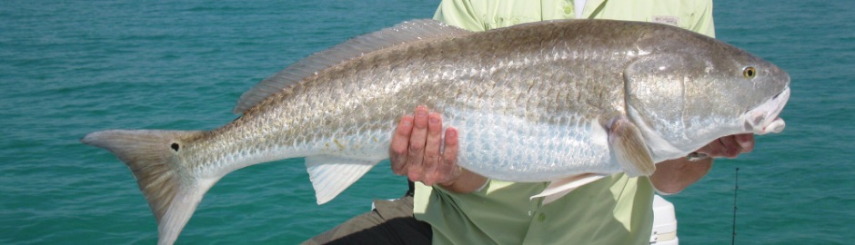 Big redfish held up over turquoise water