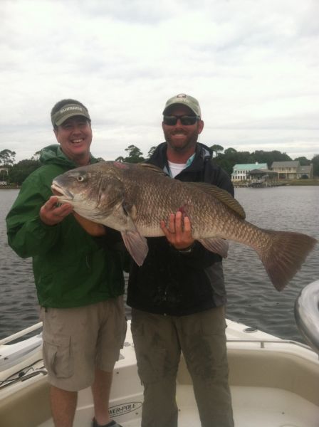 Two anglers holding a huge black drum on the boat