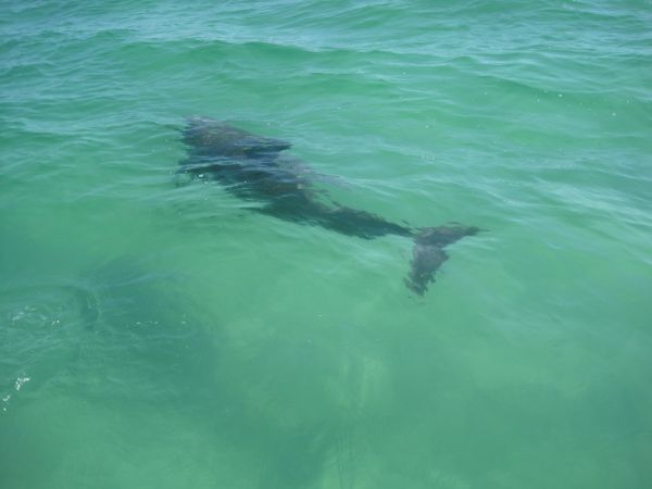 A dolphin swimming just under the surface of clear green water